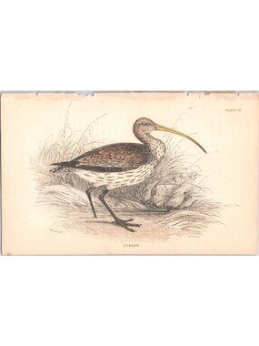 Original c 1840s William Jardine Hand-Colored Engraving - Curlew